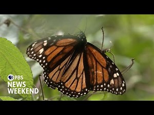 Scientists use new technology to track individual monarch butterfly migrations