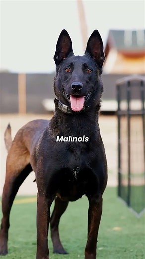 Top 5 aggressive Dog breeds#aggressivedogs #powerfuldogs #dogfacts #animalfacts #guarddogs