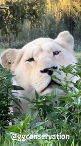 67K views · 2.8K reactions | What better to start off the working week than the beautiful Luna & Snowdrop… Luna is quite unique she was born with a neurological issue which gives her some very interesting personality traits  she would never have survived in the wild but here at GG she is her very own alpha lioness full of spirited fun  | GG Conservation Glen Garriff | Facebook