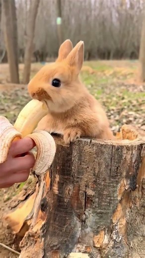cute rabbit eating sound || bunny eating sound || fluffy rabbit #rabbit #bunny #eatingsounds #eat