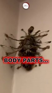 Animal lifts 50X its weight! 😱 An incredible creature that has two stomachs but doesn't have lungs and ears. #ProjectNightFall #viralreels #animals #facts | Project Nightfall