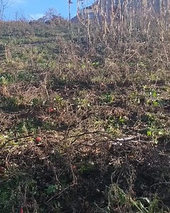 Le caprette sono molto molto felici di aiutarci a dismettere l'orto estivo: loro hanno tanto da mangiare e contemporaneamente concimano il terreno per le semine della prossima stagione 🙂 Con il sogno di raggiungere l'autosufficienza, stiamo camminando un percorso per arrivare ad una gestione circolare e sostenibile a 360° 🐐 #tempodivivere #capre #orto | TempoDiVivere.it