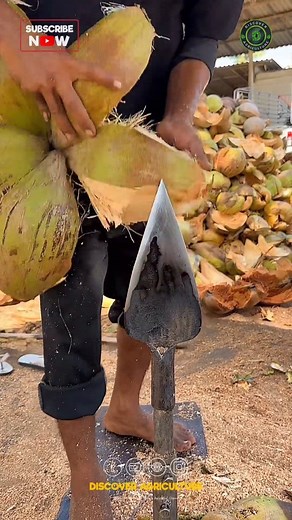 551K views · 35 reactions | Transform your coconut dehusking game...