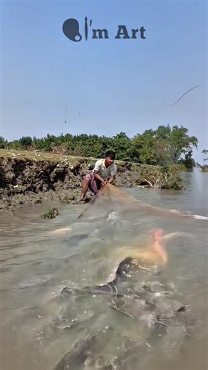 Auto Harvest! One Cast Net and It’s Full of Fish! #shorts #fish #fishing #trending #amazing #viral