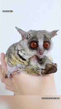 औरत ने इसे माँ की तरह पाला 🥰 #animal #animalrescue #animallover #rescue #cat