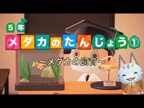 [5th Grade Science] The Birth of Medaka (Killifish) Part 1: Raising Medaka