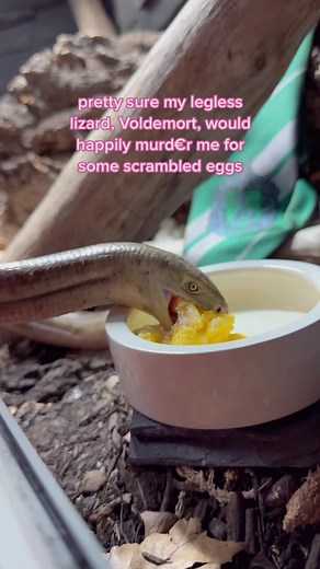 Fun Fact: legless lizards are obsessed with scrambled eggs 🥚🍳 Legless lizards like Voldemort are technically omnivorous but lean more on the carnivorous side. They mostly eat insects, small rodents or meat and even eggs. I love to get creative with their egg meals by giving them eggs in many different forms! Sometimes I’ll fry them, scramble them or even give him hard-boiled eggs mixed with canned snails too. And not just chicken eggs either, quail eggs are another favorite food source for the