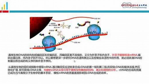 《Oligo dT磁珠及mRNA捕获》专题培训（英芮诚）