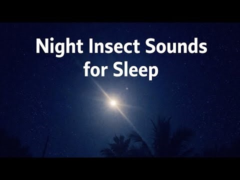 Peaceful Night Insect Sounds 🌙 Crickets & Nature Ambience for Sleep, Relaxation and Study