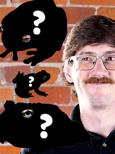 Top 3 Beginner Frogs for New Amphibian Owners