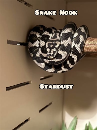 Why are Carpet Pythons so stinking cute? Axanthic Coastal Carpet, Stardust #snake