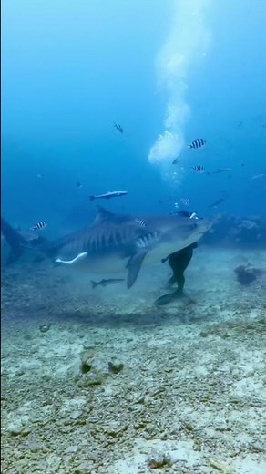 Tiger shark turns on diver