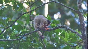 Wild capuchin monkey eating fruit in the forest of Bolivia