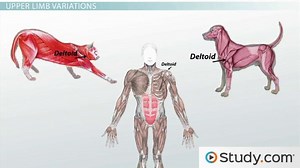 Homologous Structures | Definition, Examples & Evolution