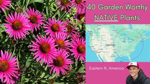 40 garden worthy native perennial plants - Eastern North America