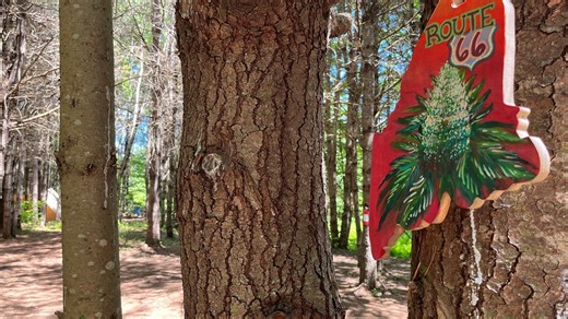 Cannabis tourism is booming at Laughing Grass campground in Maine