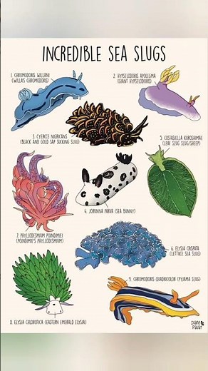 incredible sea slugs #animals #shorts #cute