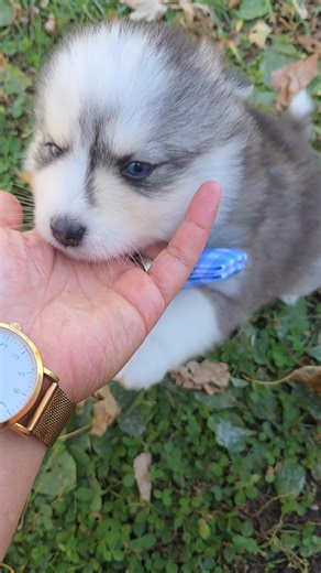 Badger https://my.gooddog.com/sz-rolling-acres-llc-iowa | SZ Rolling Acres LLC