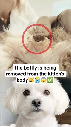 The botfly is being removed from the kitten’s body #KittenRescue #CatCare #AnimalRescue #KittenCare