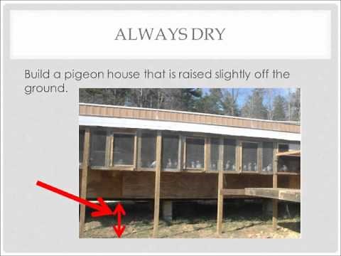 How To Build The Best Pigeon House
