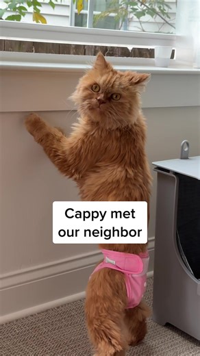 Morning Vlog with CappyBears - Neighbor Introduction and Biscuit Making