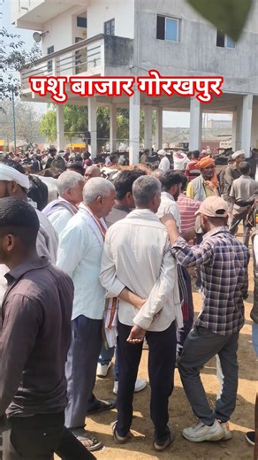 पशु बाजार व्यापारियों का भीड़ #cow#farming #trending#shortvideo#youtubevideo#explore#viralstory