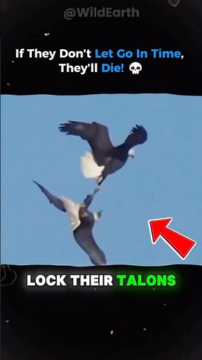 🦅 The Bald Eagle’s Deadly Mating Ritual in the Sky 💫