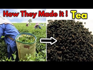 How tea is made???