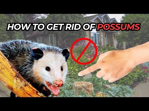 How To Get Rid Of Possums In Your Home or Yard
