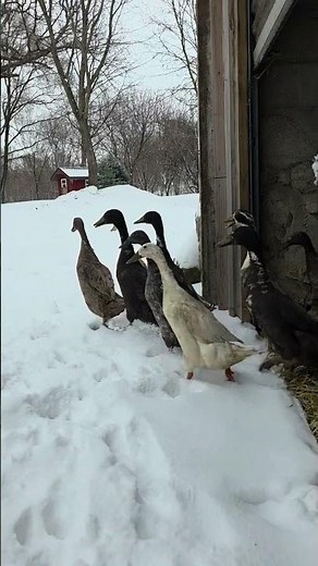 Indian Runner Ducks Immediately Retreat From Snow