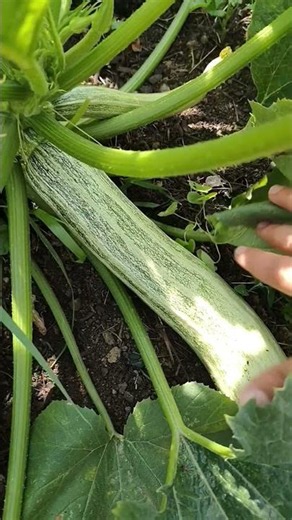#zucchini #gemüseanbau #gemüsegarten #gartentipps #ernte