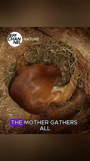 Squirrel Giving Birth #reality #daily #youtubeshorts #trending