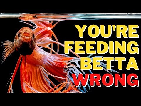 Feeding Betta Fish Pellets The Right Way