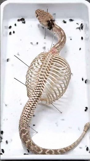 Snake Skeleton Cleaning Timelapse | Real BioDecay Process 🐍💀