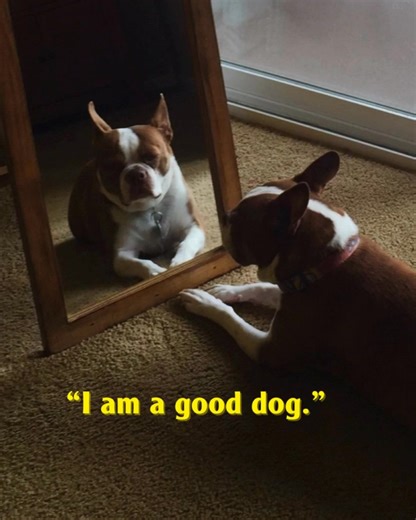 Daily Dog Affirmations (Stuart Smiley style) | Pet Scoop