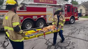 Waco Fire Department, Animal Control save dog trapped in ravine