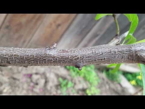 Step by step How to clone a fruit tree