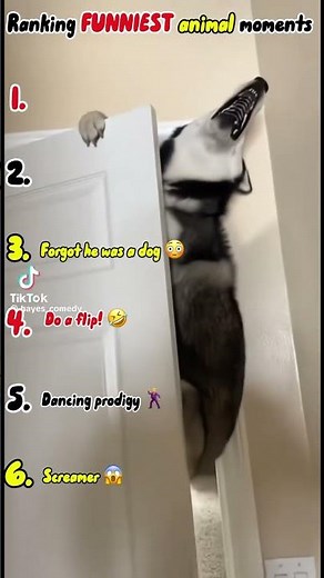 Top 10 funniest animal moments 🤣