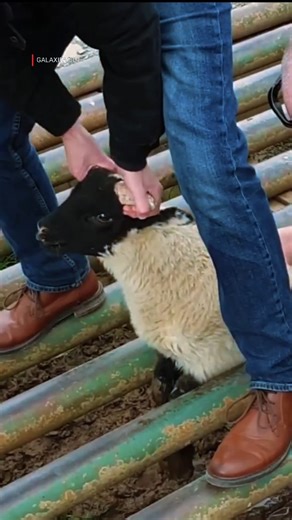 GALAXIFACT on Instagram: "Smart Cattle Grid Design That Stops Animals Easily | Genius Farm Road System Explained"