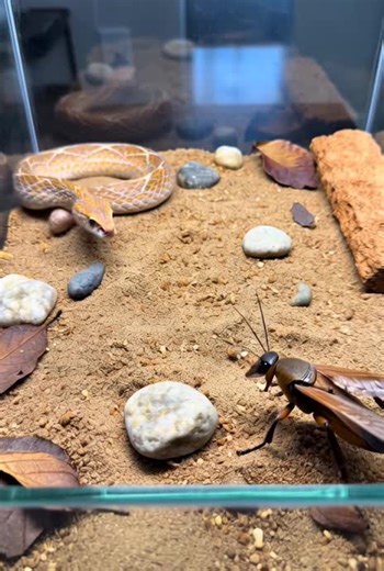 What happens when curiosity meets deadly venom? In this experimental encounter, a bright blue gecko steps into a confined space with one of nature’s most feared hunters — the black widow. One precise bite. One drop of venom. Seconds between life and paralysis. Would lightning-fast reflexes save the gecko… or would the silent predator claim another victim? Watch closely — in the wild, hesitation can mean the end. #Wildlife #PredatorVsPrey #BlackWidow #Gecko #NatureBattle