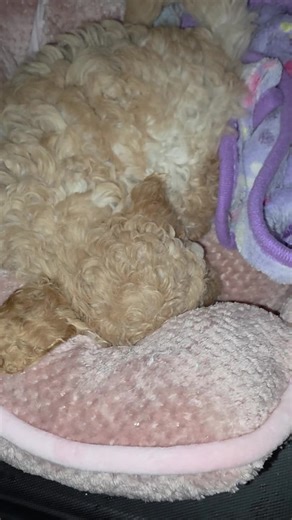 What Sunday's are for 😴🩷🐾 #fyp #lazysunday #tired #tiredpuppy #sleepy