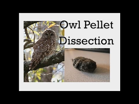 Owl Pellet Dissection