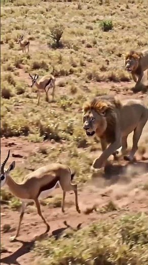 Lion Hunt Captured from Above | Stunning Aerial Safari Chase