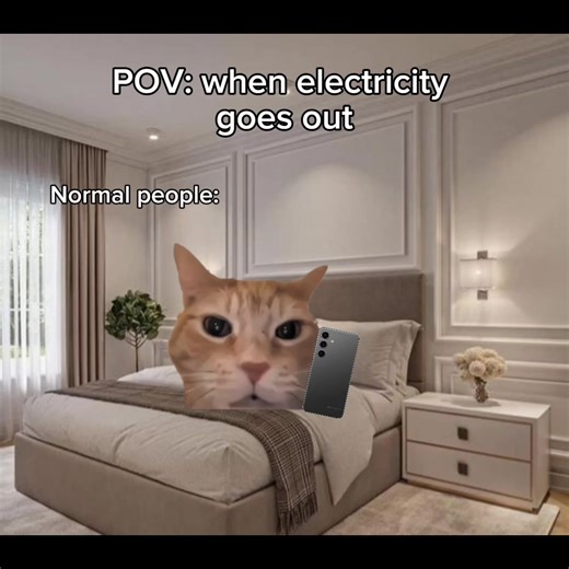 The Evolution of Cat Memes Over the Years