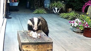 Mrs Lumpy arrived for the second time after having her special mix and thankfully there was food still left for her 😍🦡🐾🐾❤️ | Mr Lumpy & Friends.