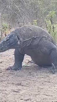 komodo dragon hunts a goat