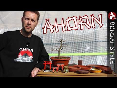 Mein Einkauf aus Japan | Umtopfen Ahorn