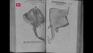 Buchdrucker Froschauer