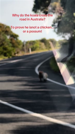 Koala Crossing: A Cute Encounter in Australia
