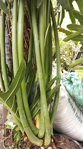 #buhaymghahalamn #landscaper #landscapepool | Efren Apostol